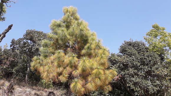 Image of Cheer pine