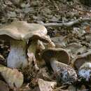 Image of Cortinarius aprinus Melot 1989