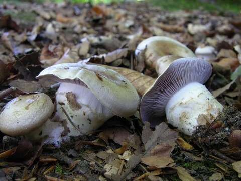 Image of Cortinarius privignoides Rob. Henry 1985