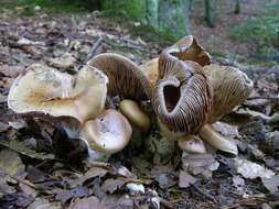 Image of Cortinarius privignoides Rob. Henry 1985