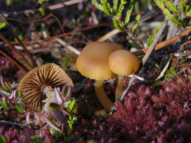 Imagem de Galerina tibiicystis (G. F. Atk.) Kühner 1935