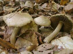 Imagem de Inocybe bongardii (Weinm.) Quél. 1872