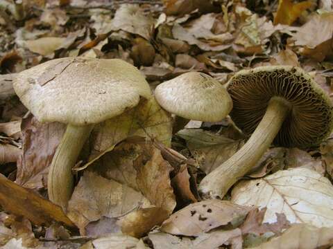 Image of Inocybe bongardii (Weinm.) Quél. 1872