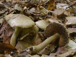 Imagem de Inocybe bongardii (Weinm.) Quél. 1872