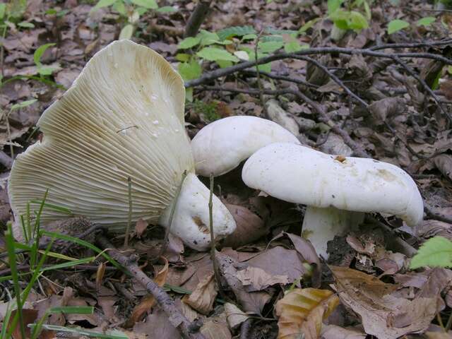 Image de Lactifluus