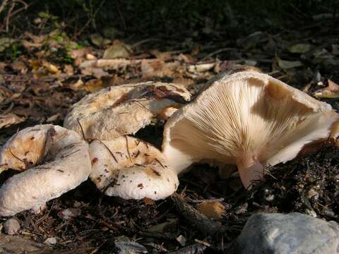 Image of Milk Cap Mushrooms