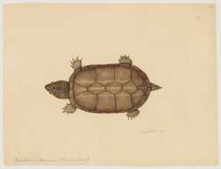 Image of mud turtle