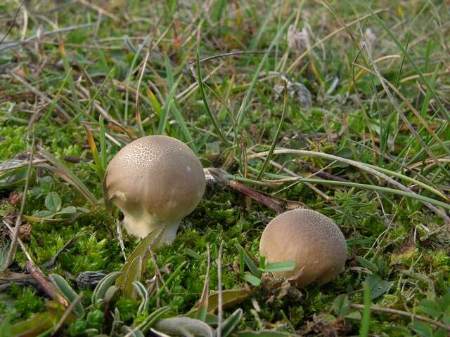 Image de Lycoperdon