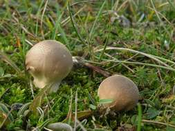 Image de Lycoperdon