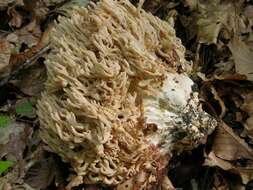 Image de Ramaria