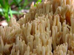 Image de Ramaria