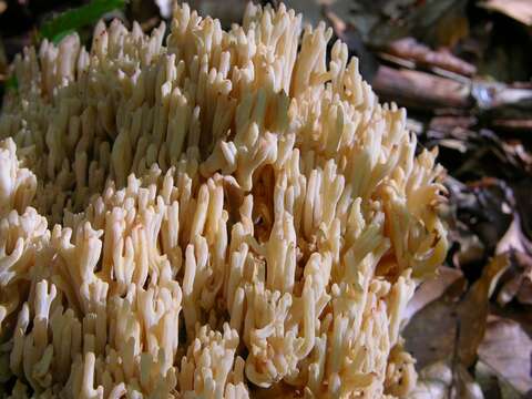 Image of Ramaria