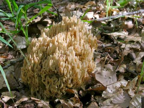 Image of Ramaria