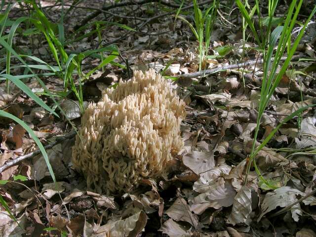 Image de Ramaria