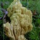 Ramaria sanguinea (Pers.) Quél. 1888 resmi