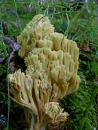 Image of Ramaria sanguinea (Pers.) Quél. 1888