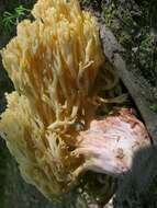 Image of Ramaria sanguinea (Pers.) Quél. 1888