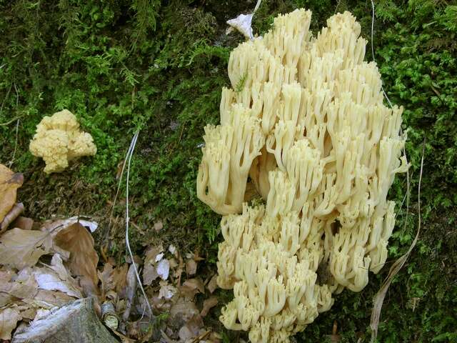 Image of Ramaria sanguinea (Pers.) Quél. 1888