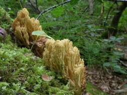 Ramaria sanguinea (Pers.) Quél. 1888的圖片