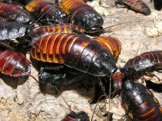 Image of giant cockroaches
