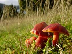 Image of Scarlet Waxy Cap