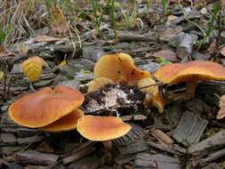 Image of Gymnopilus