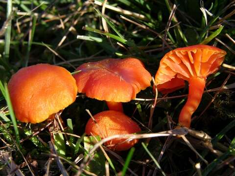 Image of waxcaps (fungi)