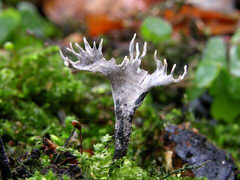 Image of Xylaria