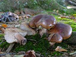 Imagem de Tricholoma ustale (Fr.) P. Kumm. 1871