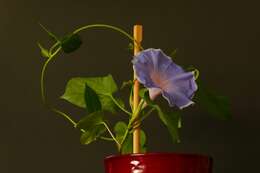 Image of whiteedge morning-glory