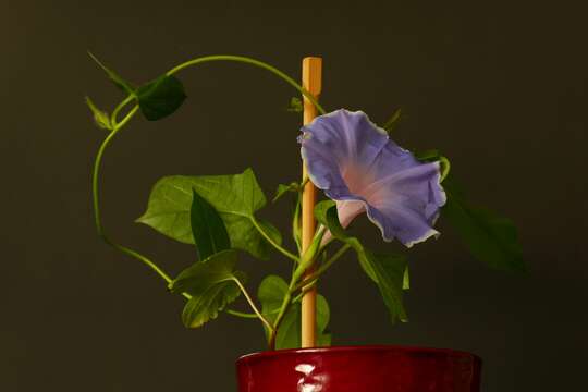 Image of whiteedge morning-glory