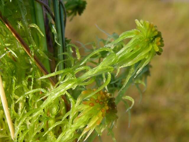 Imagem de Sphagnum subnitens Russow & Warnstorf 1888