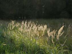 Image of <i>Calamagrostis epigeios</i>