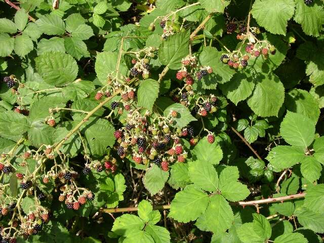 Image of Himalayan blackberry