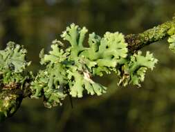 Image of <i>Hypogymnia physodes</i>