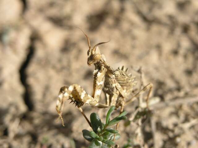 Image of praying mantises