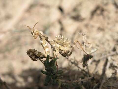 Image of praying mantises