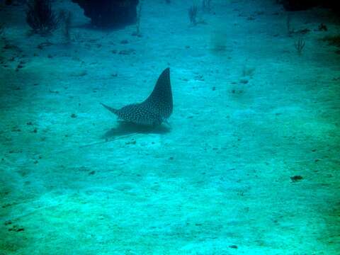 Image of Black eagle ray