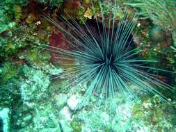 Image of Echinozoa