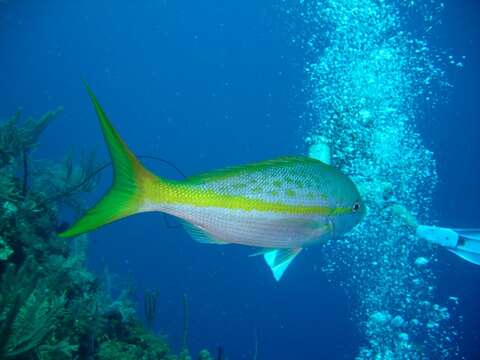 Image of Amberfishes