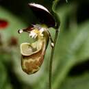 Image of Spotted lady slipper