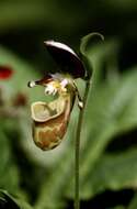 Image of Spotted lady slipper