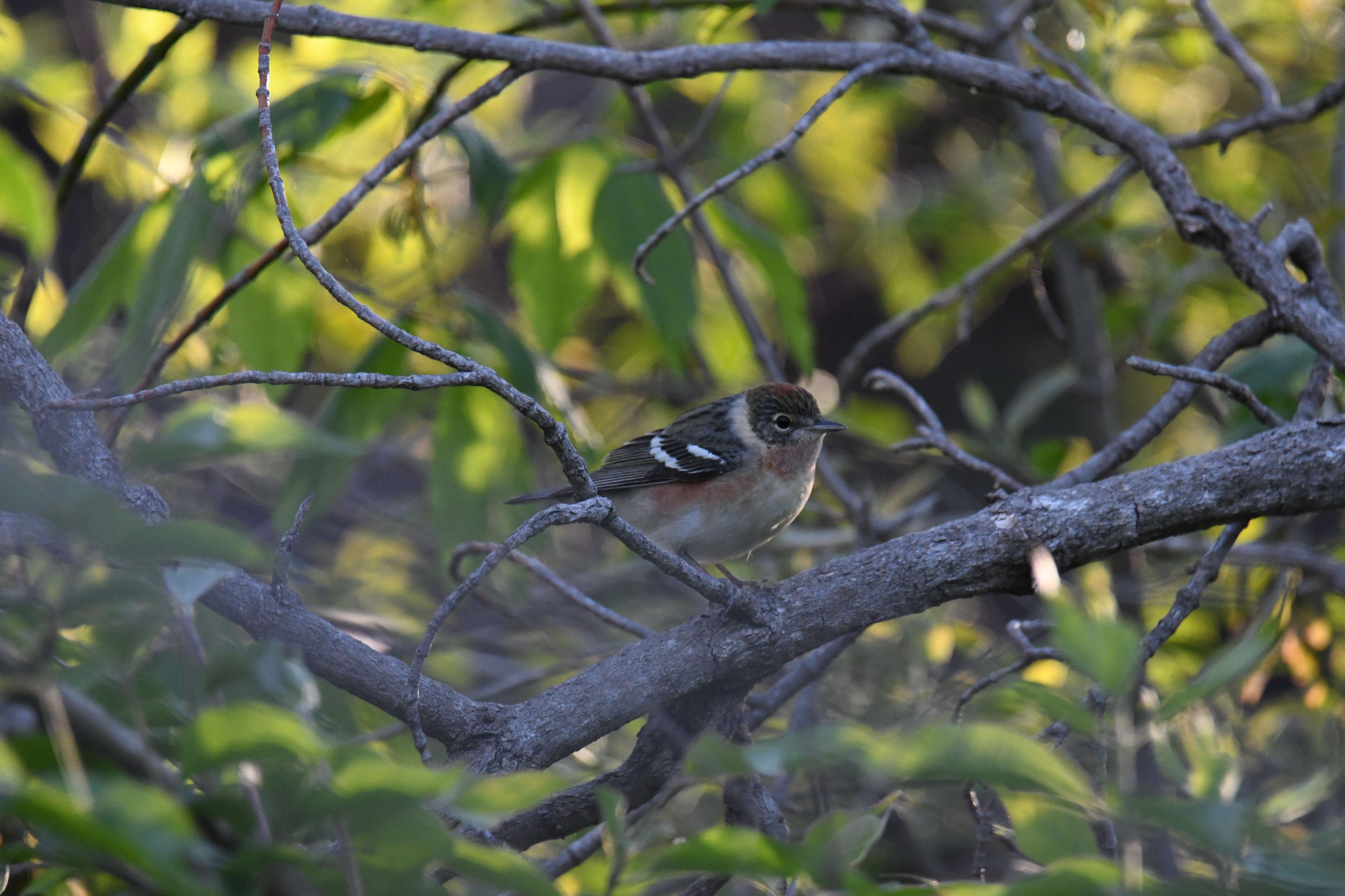 Image of Bay-breasted Warbler