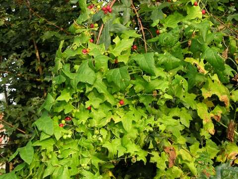 Image of bryony