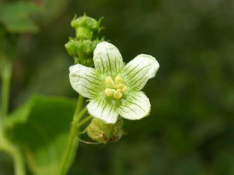 Image of bryony