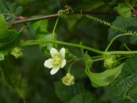 Image of bryony