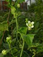 Image of bryony