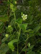 Image of bryony