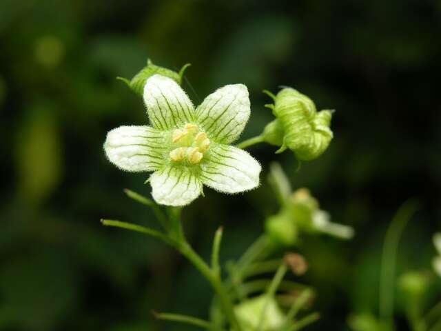 Image of bryony