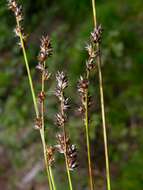 Image of Grassland Sedge